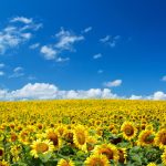 biyomedikal aydınlatma